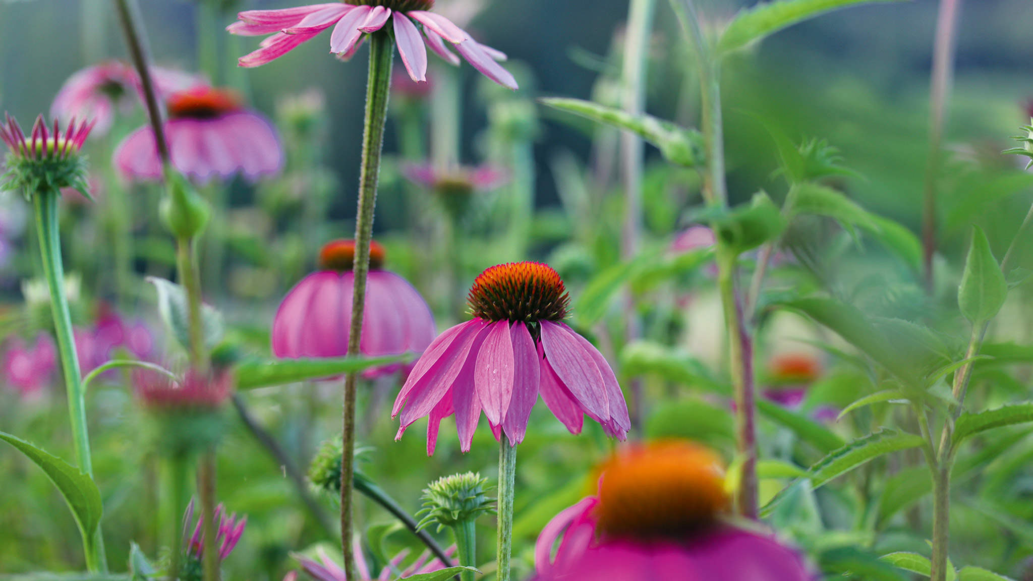 De la famille des Astéracées, le rudbeckia renforce le système immunitaire.