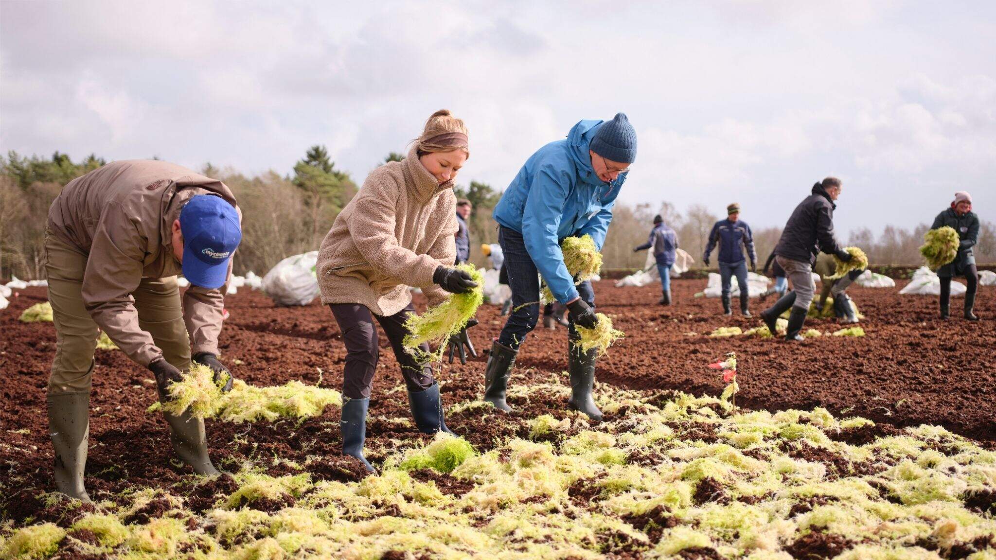 Klimaatbeschermingsproject van DACHSER, myclimate en ZukunftMoor in Nedersaksen